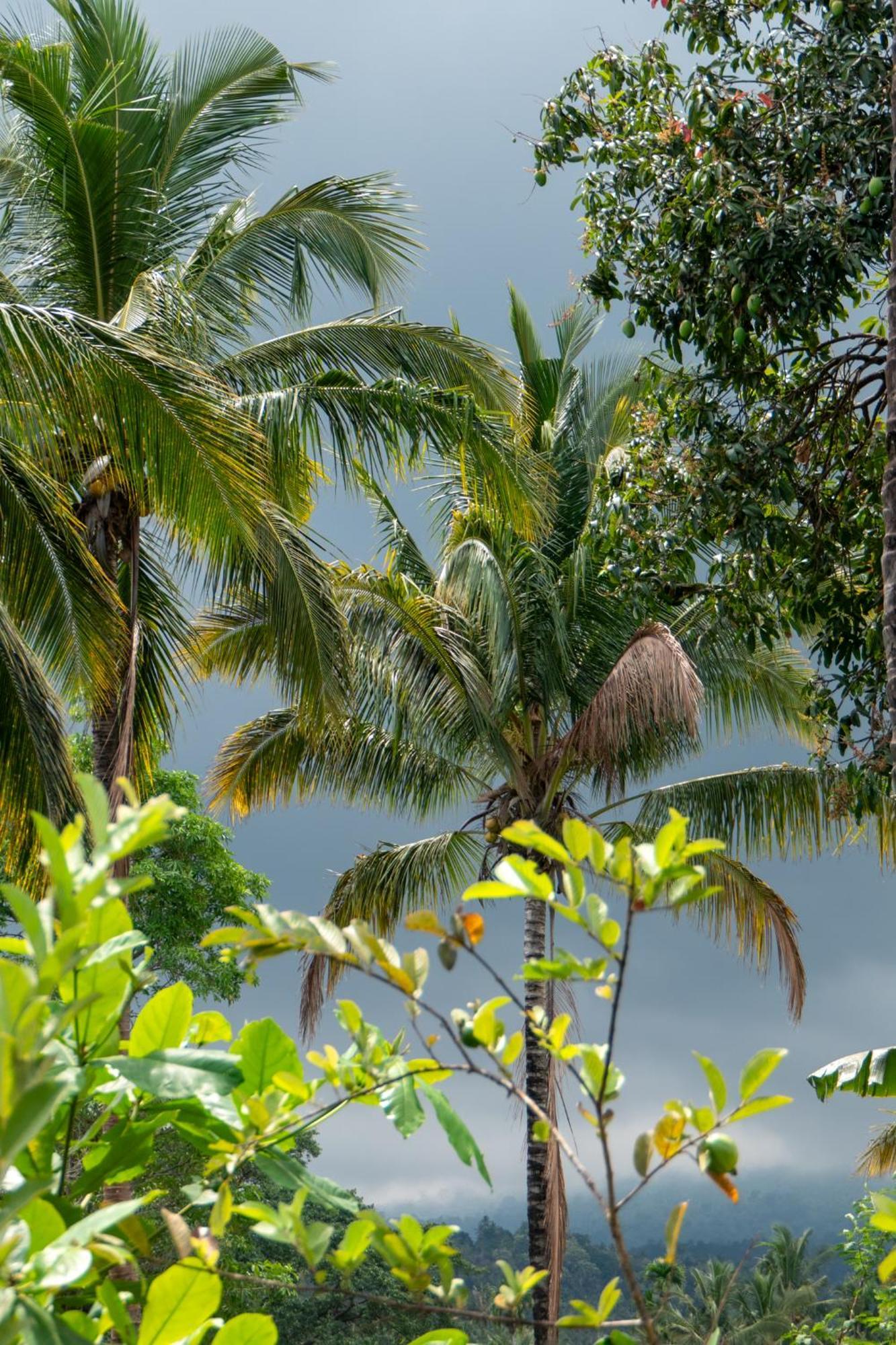 Rinjani Eco Villa Senaru Bayan エクステリア 写真